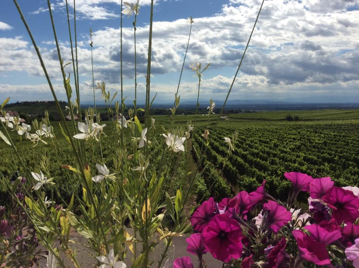 Gite Riquewihr "C'Est Beau La Vie Alsace" Exteriör bild