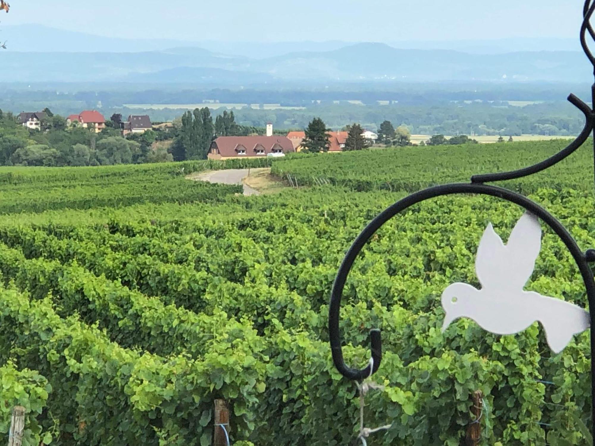 Gite Riquewihr "C'Est Beau La Vie Alsace" Exteriör bild